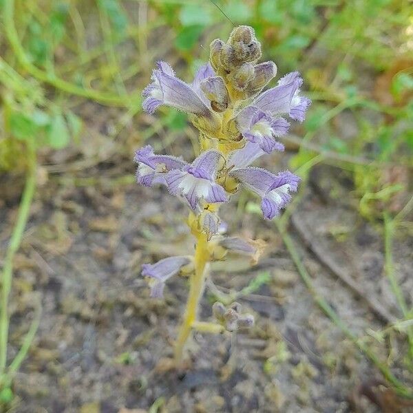 Orobanche nana Tervik taim