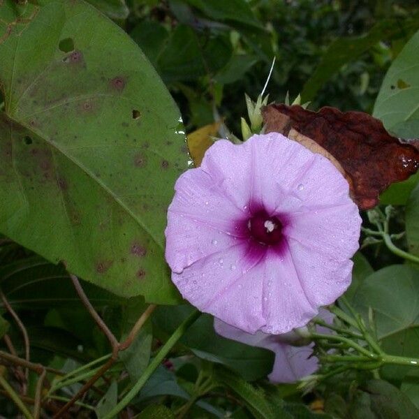 Ipomoea tiliacea Flors