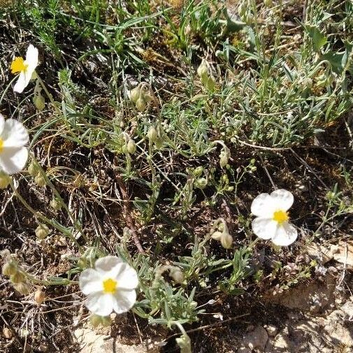 Helianthemum apenninum Flors