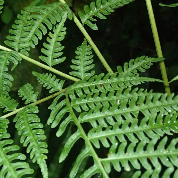 Pteris tripartita Lehti