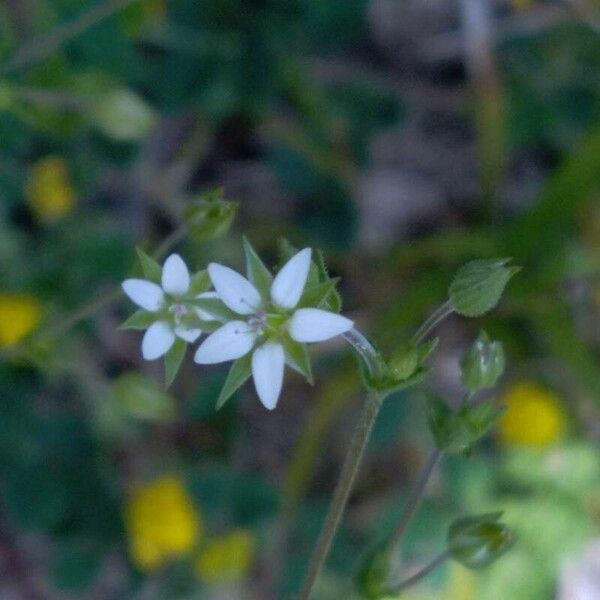 Arenaria serpyllifolia Кветка