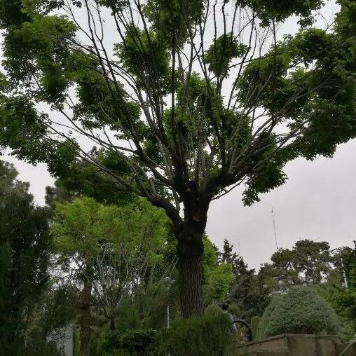 Swietenia mahagoni Blad