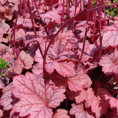 Heuchera sanguinea Hoja