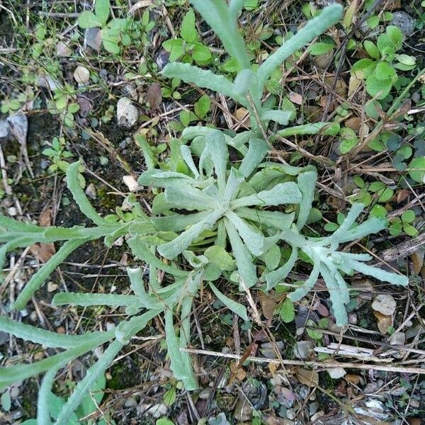 Pseudognaphalium luteoalbum Lehti