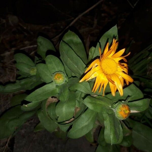 Calendula officinalis Kukka