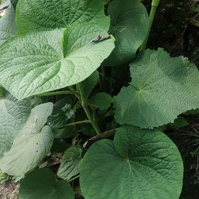 Piper umbellatum Plante entière