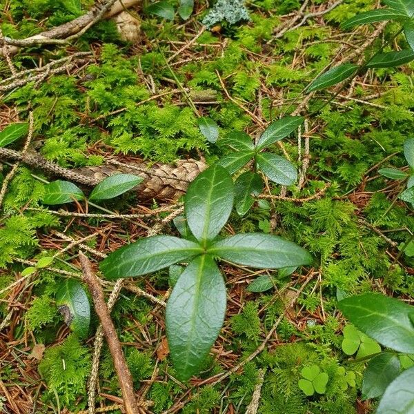 Vinca minor Folha