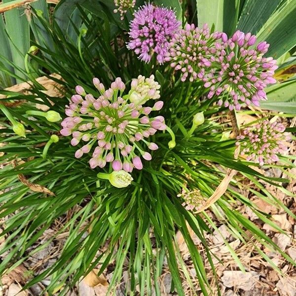 Allium angulosum Цвят