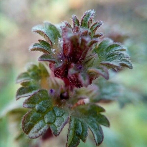 Lamium amplexicaule Feuille