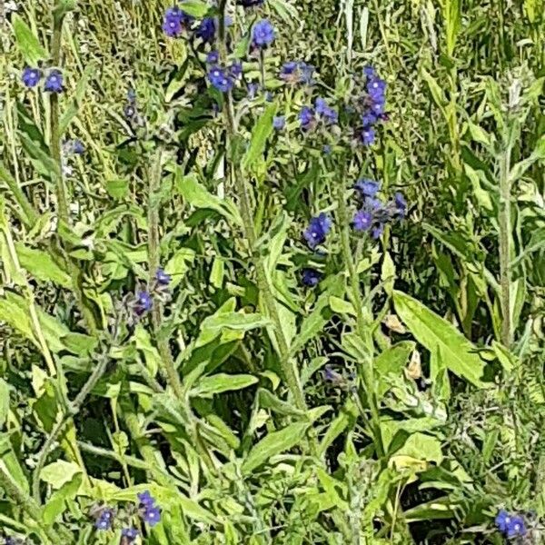 Anchusa officinalis Облик