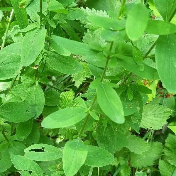 Hypericum hirsutum Hoja