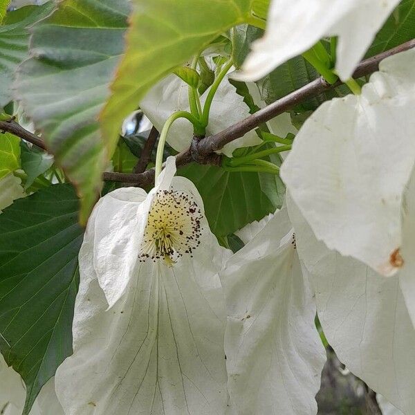 Davidia involucrata Λουλούδι