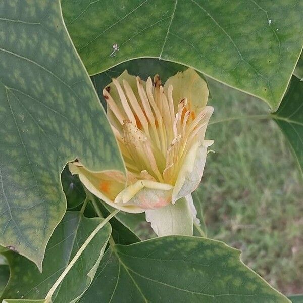 Liriodendron tulipifera Flower