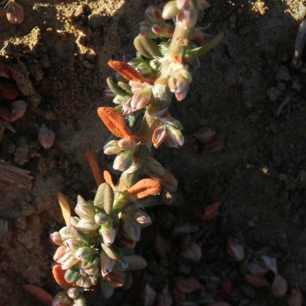 Polygonum plebeium Flower