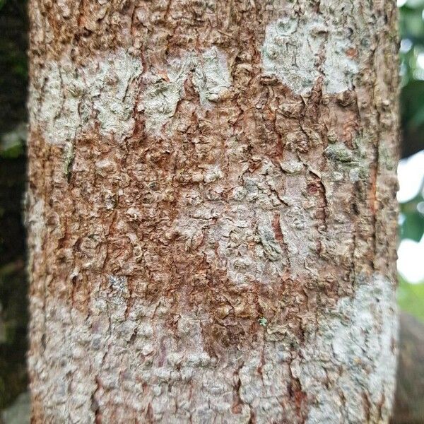 Ficus elastica Koor