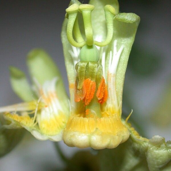 Passiflora arbelaezii Flor