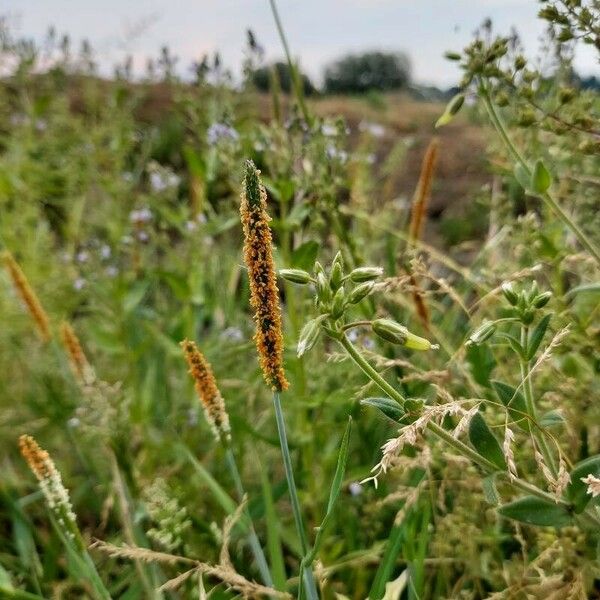 Alopecurus aequalis Bloem