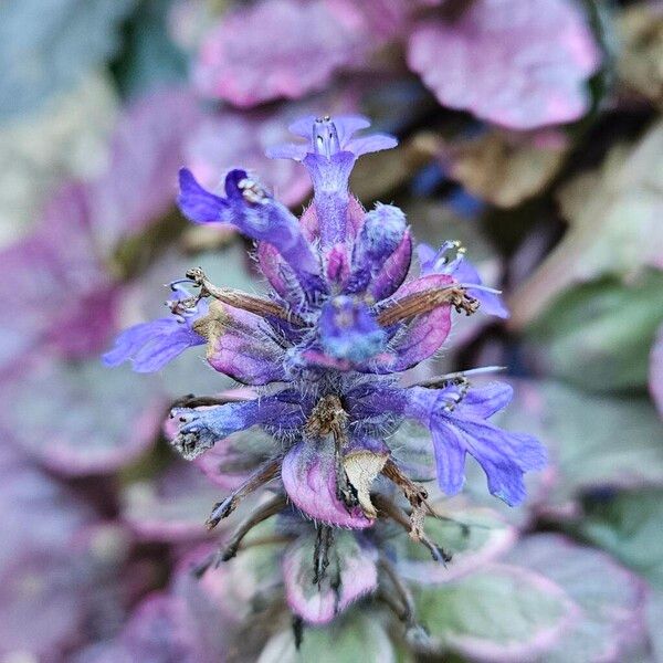 Ajuga reptans Bloem