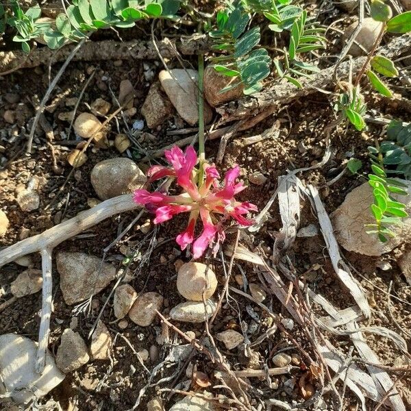 Astragalus incanus 花