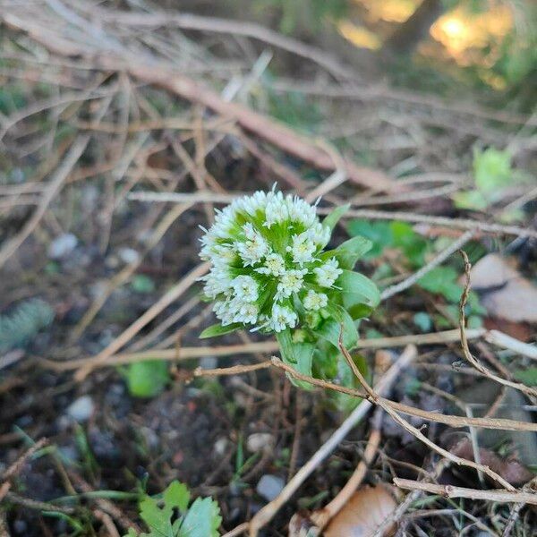 Petasites albus 花