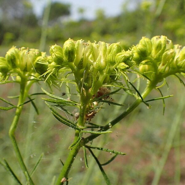 Ruta montana Flor