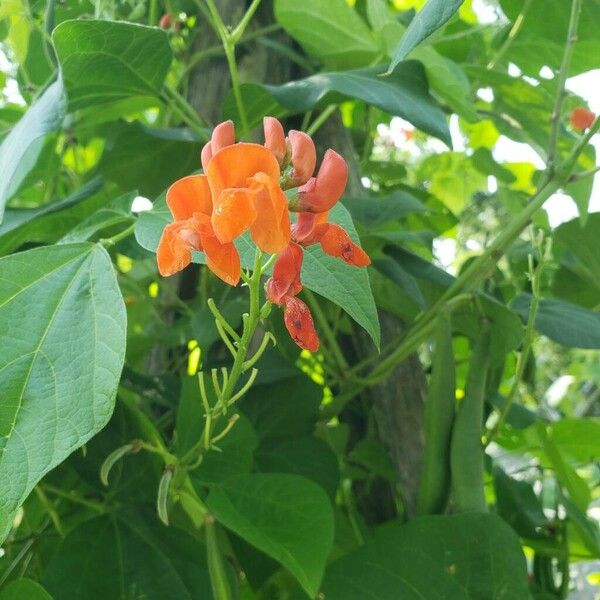 Phaseolus coccineus Blüte