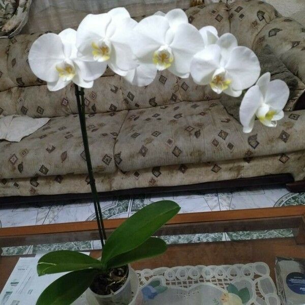 Phalaenopsis amabilis ফুল