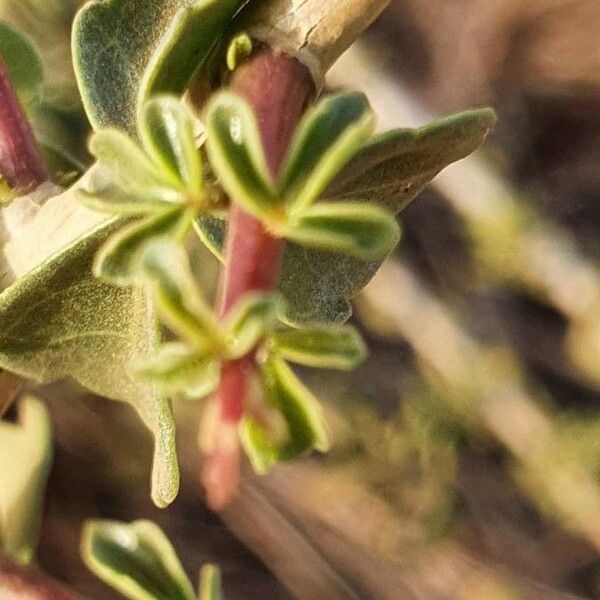 Commiphora kataf Φύλλο