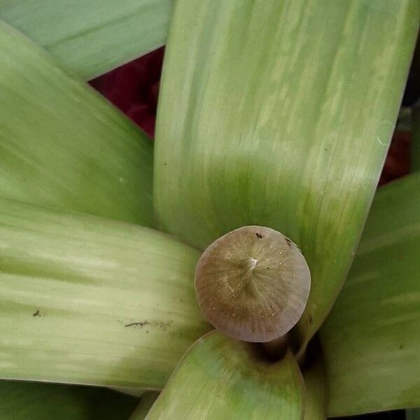 Allium giganteum 花