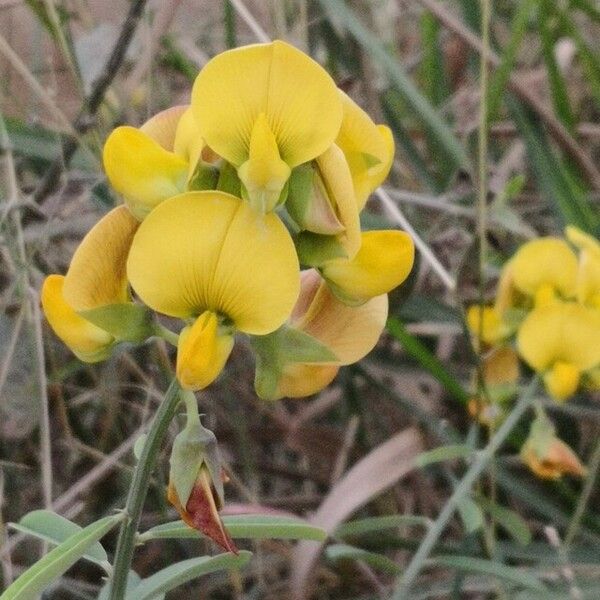 Crotalaria retusa 形态