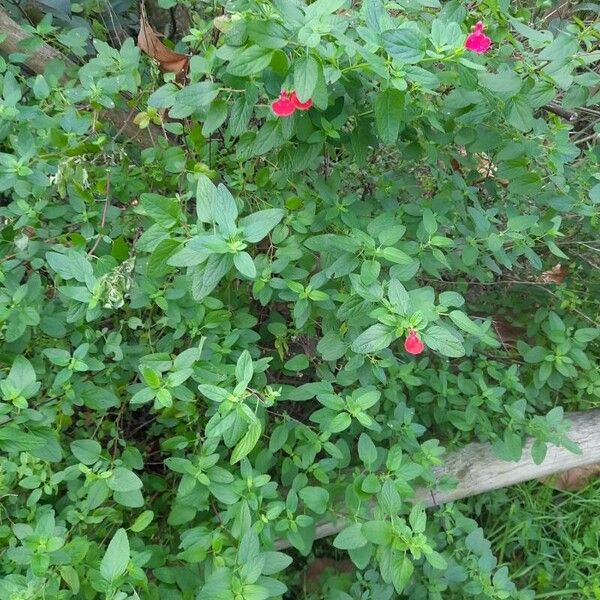 Salvia × jamensis Hábito