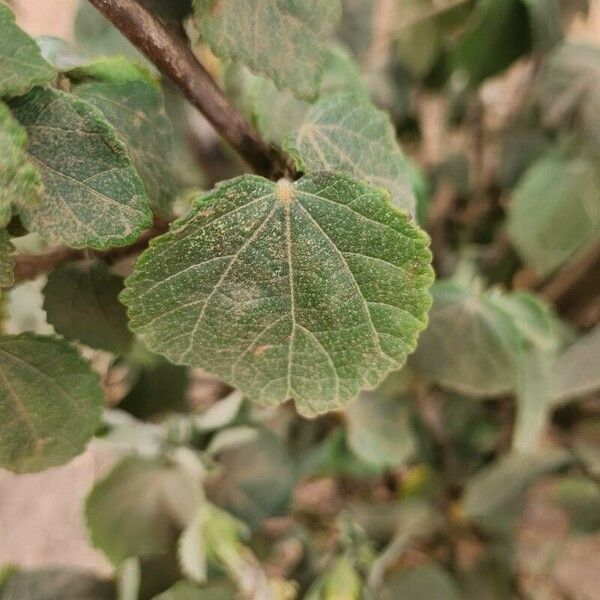 Hibiscus calyphyllus Leaf