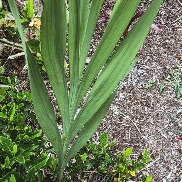 Gladiolus dalenii Hábito