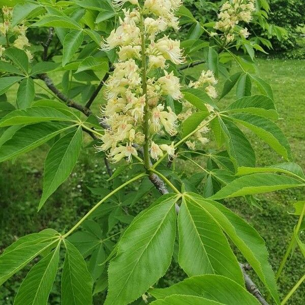 Aesculus glabra Květ