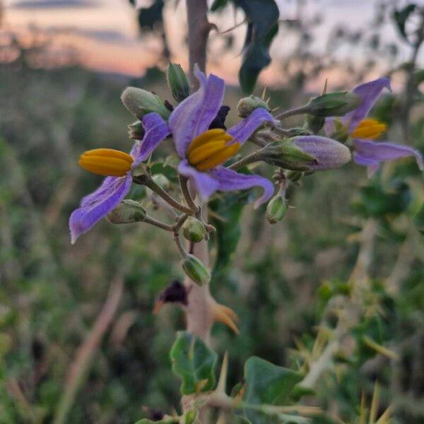 Solanum arundo Blomma