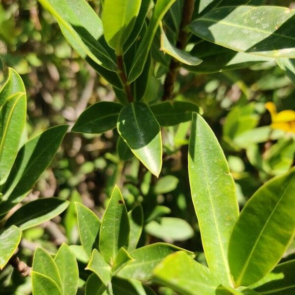 Bupleurum fruticosum Frunză