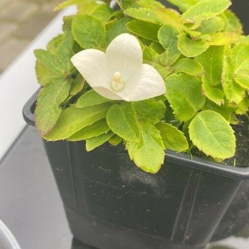 Platycodon grandiflorus Flower