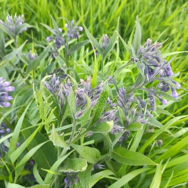 Symphytum officinale Flower