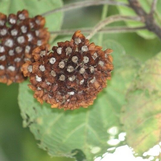 Dombeya pilosa Плод