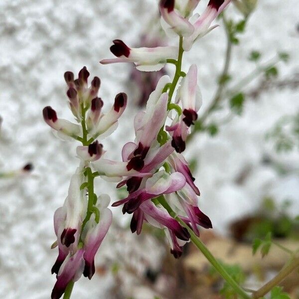 Fumaria capreolata Bloem