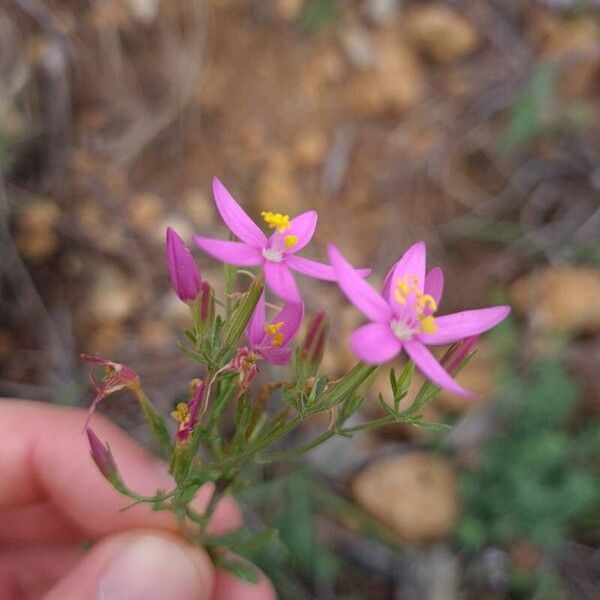 Centaurium quadrifolium Fleur