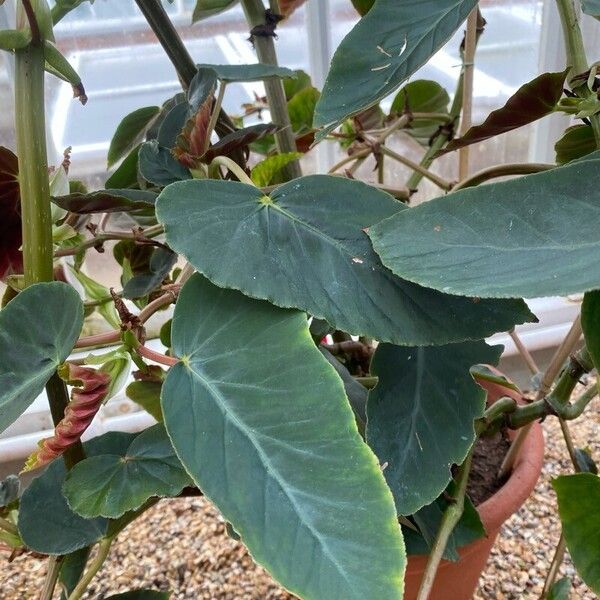 Begonia angularis Leaf