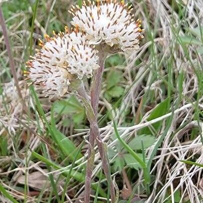 Antennaria neglecta Fiore