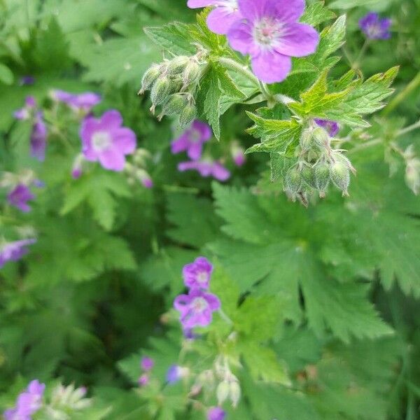 Geranium sylvaticum Leaf