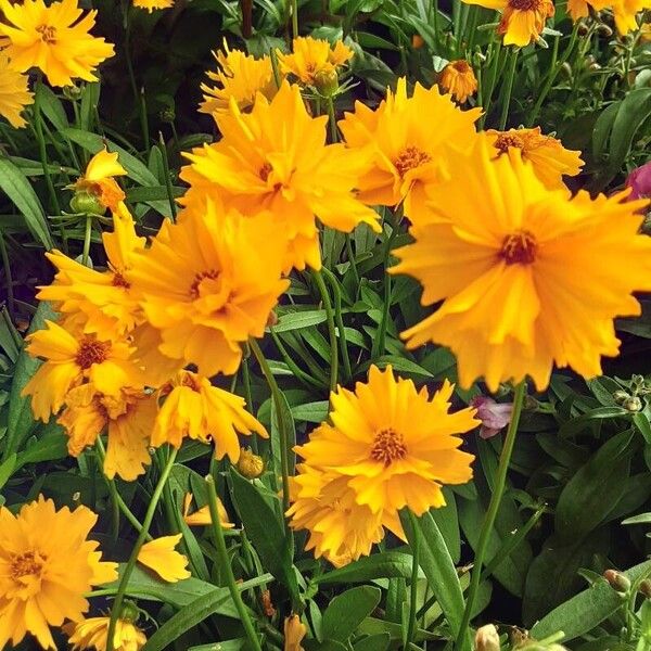 Coreopsis grandiflora Habitus