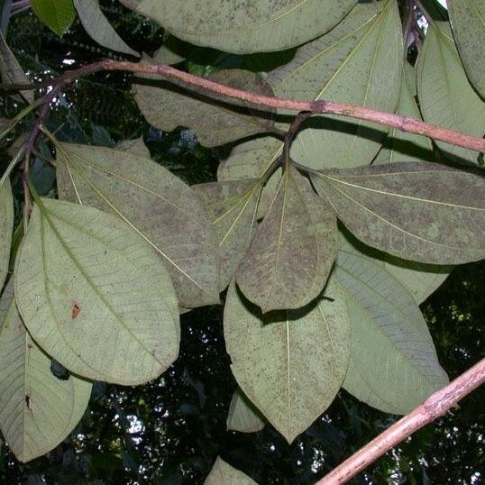 Bellucia grossularioides Sonstige