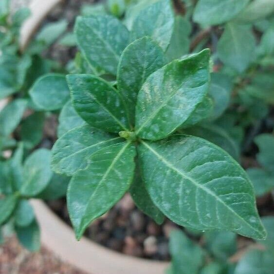 Gardenia jasminoides Ліст