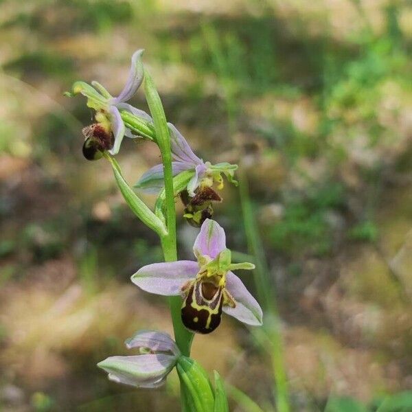 Ophrys apifera Floare