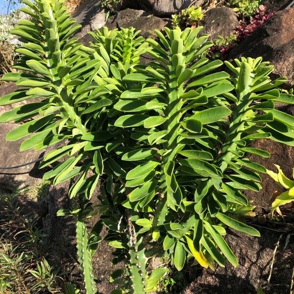 Euphorbia neriifolia Лист