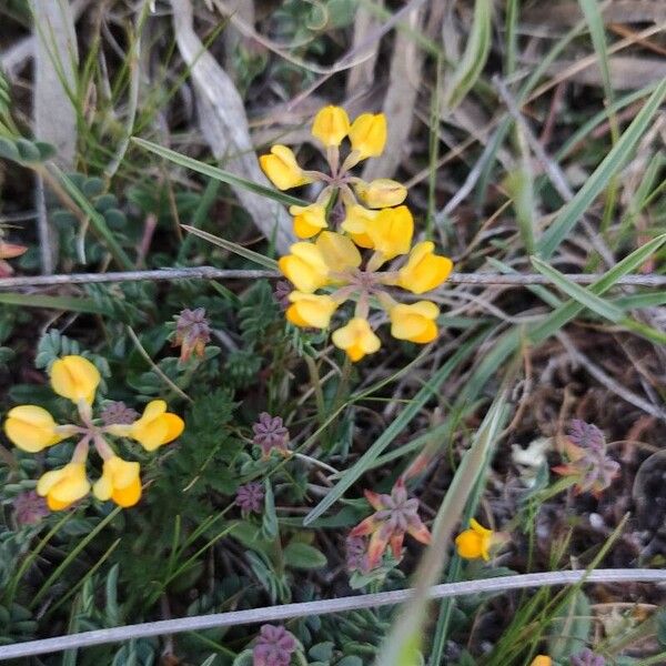 Coronilla minima Fiore